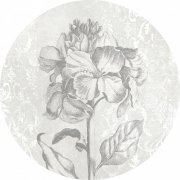 Baroko - kruhová samolepicí vliesová fototapeta D1-031 - Barock Beauty z kolekce Komar Dots - dějiny umění