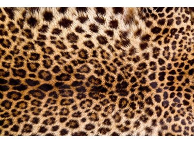 Vliesová fototapeta Leopardí kůže 375 x 250 cm + lepidlo zdarma / MS-5-0184 vliesové fototapety na zeď DIMEX