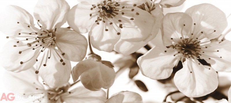 Vliesová fototapeta Bílé květy FTNH-2706 / Obrazové tapety na zeď Flowers (202 x 90 cm) AG Design