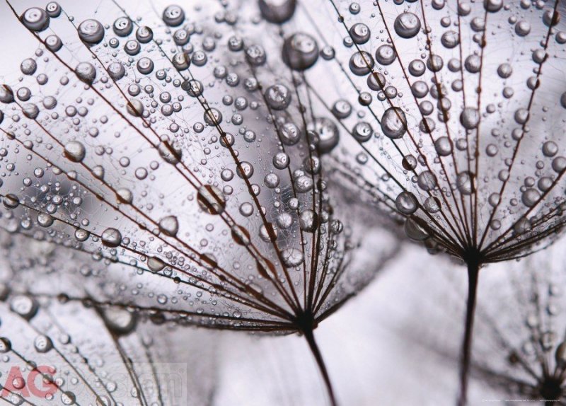 Vliesová fototapeta Po dešti FTNM-2637 / Fototapety na zeď After Rain (160 x 110 cm) AG Design