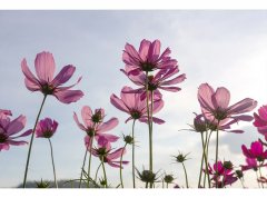 Obrazová tapeta Květiny - vliesová fototapeta DIMEX LINE