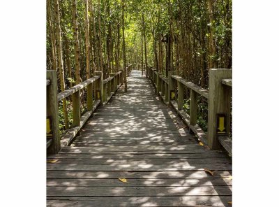 Vliesová fototapeta Mangrovový les 225 x 250 cm + lepidlo zdarma / MS-3-0059 vliesové fototapety na zeď DIMEX