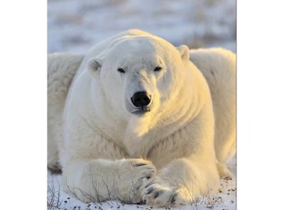Vliesová fototapeta Lední medvěd 225 x 250 cm + lepidlo zdarma / MS-3-0220 vliesové fototapety na zeď DIMEX