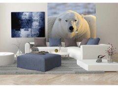 Obrazová tapeta Lední medvěd - vliesová fototapeta DIMEX LINE