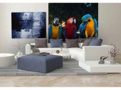 Obrazová tapeta Barevní papoušci Ara - vliesová fototapeta DIMEX LINE