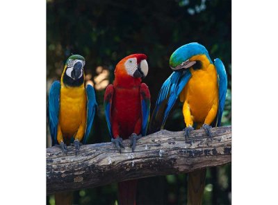 Vliesová fototapeta Barevní papoušci Ara 225 x 250 cm + lepidlo zdarma / MS-3-0223 vliesové fototapety na zeď DIMEX
