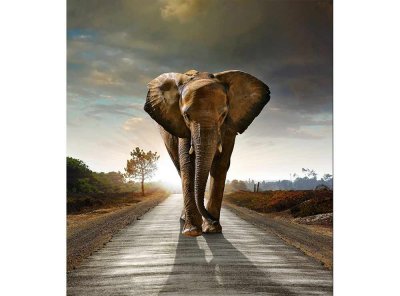 Vliesová fototapeta Kráčející slon 225 x 250 cm + lepidlo zdarma / MS-3-0225 vliesové fototapety na zeď DIMEX