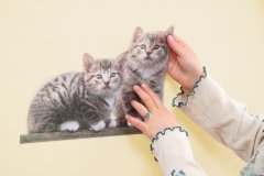 Samolepicí dekorace Kitty - kočky