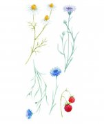 Samolepicí pokojová dekorace na stěnu Polní kvítí 59178 / Samolepka na stěnu Fields Flowers Crearreda (15 x 31 cm)