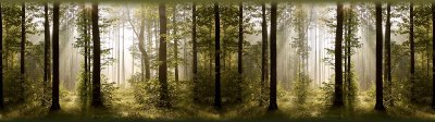 Samolepicí bordura Les, stromy WB8214 (14 cm x 5 m) / WB 8214 Greenwood dekorativní samolepicí bordury AG Design