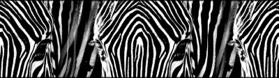 Samolepicí bordura Zebra WB8205 (14 cm x 5 m) / WB 8205 Zebry Creative dekorativní samolepicí bordury AG Design