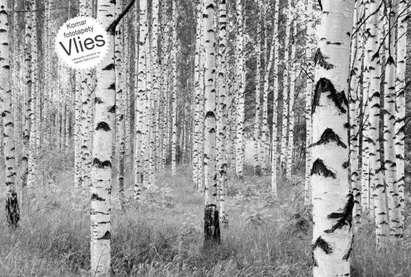 Vliesová fototapeta Březový les XXL4-023 / břízy černobílé Vliesové fototapety na zeď 4 dílné Woods Komar (368 x 248 cm)