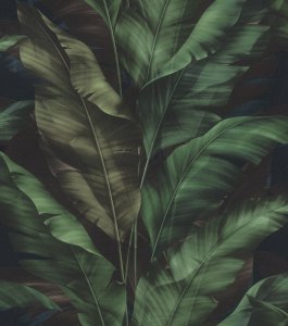 Samolepicí tapeta Rio, zelené banánové listy, 0,53 x 6 m / Tapety na zeď 370034 Rasch