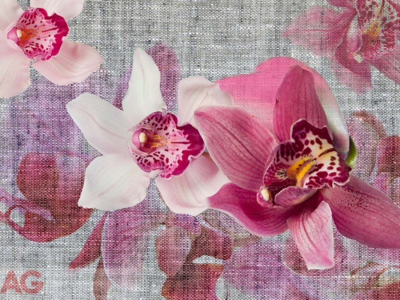 Vliesová fototapeta Růžová orchidej FTNXXL-1148 / fototapety na zeď  Orchids (360 X 270 cm) AG Design