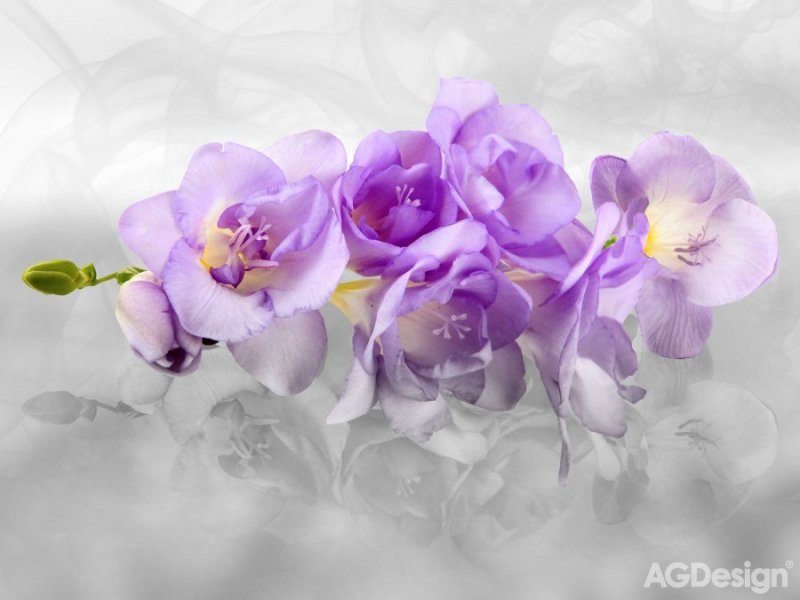 Vliesová fototapeta 3D fialová orchidej FTNXXL-2400 / fototapety na zeď  Orchid 3d (360 X 270 cm) AG Design