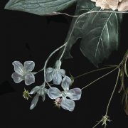 kruhová samolepicí vliesová fototapeta D1-030 - Čarovné květiny z kolekce Komar Dots - působivé detaily
