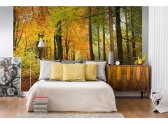 Obrazová tapeta Podzimní les - vliesová fototapeta DIMEX LINE