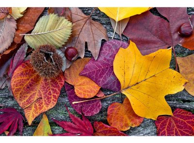 Vliesová fototapeta Podzimní listí 375 x 250 cm + lepidlo zdarma / MS-5-0112 vliesové fototapety na zeď DIMEX