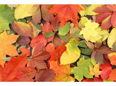 Vliesová fototapeta Pestrobarevné listí 375 x 250 cm + lepidlo zdarma / MS-5-0115 vliesové fototapety na zeď DIMEX
