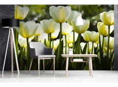Obrazová tapeta Bílé tulipány - vliesová fototapeta DIMEX LINE