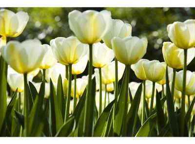 Vliesová fototapeta Bílé tulipány 375 x 250 cm + lepidlo zdarma / MS-5-0127 vliesové fototapety na zeď DIMEX