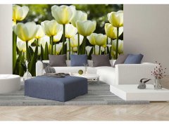 Obrazová tapeta Bílé tulipány - vliesová fototapeta DIMEX LINE