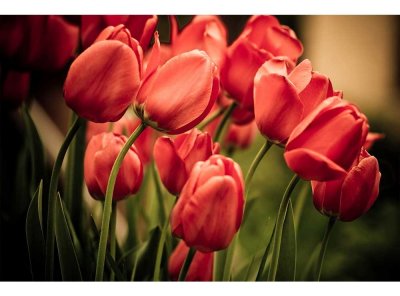 Vliesová fototapeta Červené tulipány 375 x 250 cm + lepidlo zdarma / MS-5-0128 vliesové fototapety na zeď DIMEX