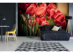 Obrazová tapeta Červené tulipány - vliesová fototapeta DIMEX LINE