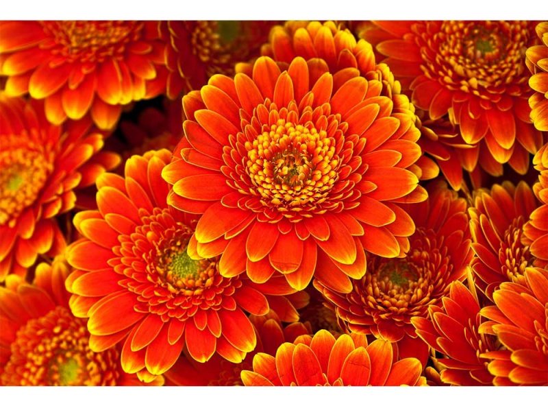 Vliesová fototapeta Gerbera 375 x 250 cm + lepidlo zdarma / MS-5-0131 vliesové fototapety na zeď DIMEX