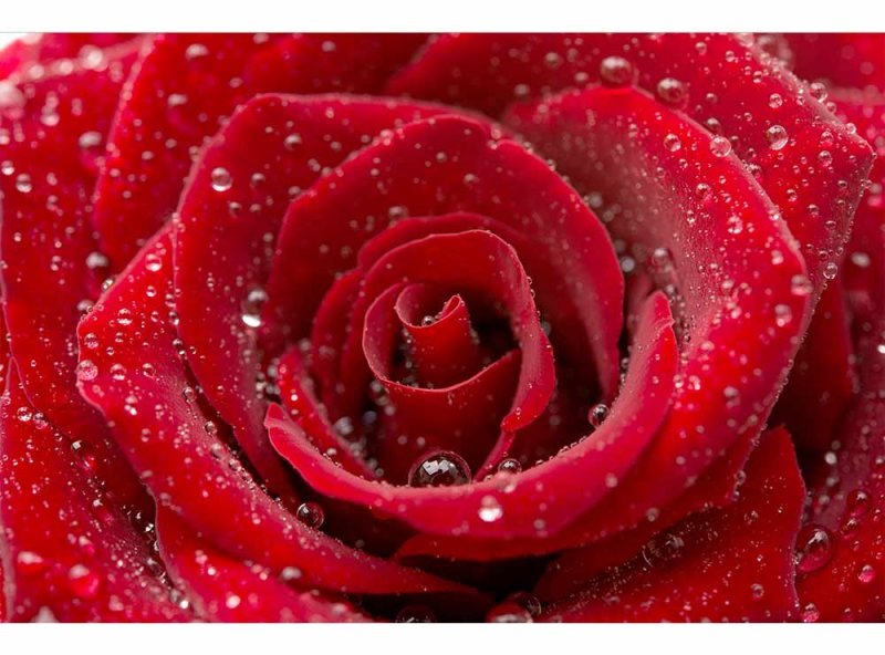 Vliesová fototapeta Červená růže 375 x 250 cm + lepidlo zdarma / MS-5-0138 vliesové fototapety na zeď DIMEX