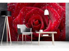 Obrazová tapeta Červená růže - vliesová fototapeta DIMEX LINE