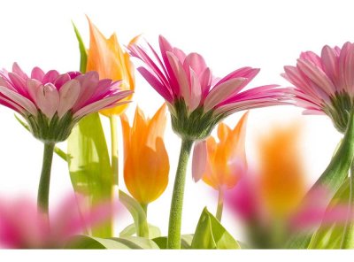 Vliesová fototapeta Jarní květiny 375 x 250 cm + lepidlo zdarma / MS-5-0142 vliesové fototapety na zeď DIMEX
