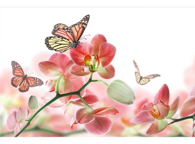 Vliesová fototapeta Motýli a orchideje 375 x 250 cm + lepidlo zdarma / MS-5-0146 vliesové fototapety na zeď DIMEX