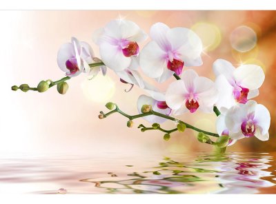 Vliesová fototapeta Bílá orchidej 375 x 250 cm + lepidlo zdarma / MS-5-0147 vliesové fototapety na zeď DIMEX
