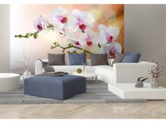 Obrazová tapeta Bílá orchidej - vliesová fototapeta DIMEX LINE