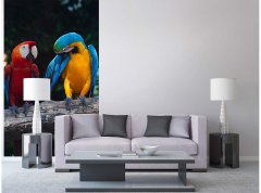 Obrazová tapeta Barevní papoušci Ara - vliesová fototapeta DIMEX LINE