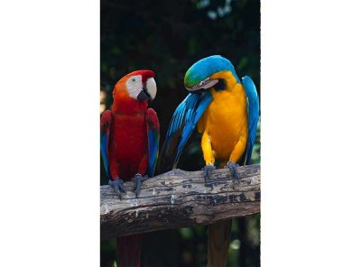 Vliesová fototapeta Barevní papoušci Ara 150 x 250 cm + lepidlo zdarma / MS-2-0223 vliesové fototapety na zeď DIMEX