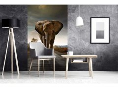 Obrazová tapeta Kráčející slon - vliesová fototapeta DIMEX LINE