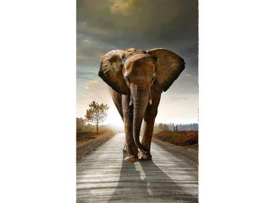 Vliesová fototapeta Kráčející slon 150 x 250 cm + lepidlo zdarma / MS-2-0225 vliesové fototapety na zeď DIMEX