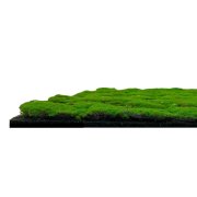 Akustický panel umělé rostliny a motiv mechu na filcovém podkladu, rozměr 52 x 52 cm z kolekce Modular Wall A.S.Création - DD136683