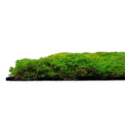 Mechový akustický panel, umělé rostliny a motiv mechu na filcovém podkladu, rozměr 52 x 52 cm z kolekce Modular Wall A.S.Création - DD136685