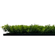 Akustický panel, dokonalá napodobenina živých rostlin na filcovém podkladu, rozměr 52 x 52 cm z kolekce Modular Wall A.S.Création - DD136687