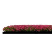 Akustický panel červené rostliny, imitace živých rostlin na filcovém podkladu, rozměr 52 x 52 cm z kolekce Modular Wall A.S.Création - DD136689