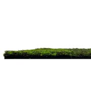 Mechový akustický panel, umělé rostliny a motiv mechu na filcovém podkladu, rozměr 52 x 52 cm z kolekce Modular Wall A.S.Création - DD136682