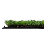 Akustický panel, dokonalá napodobenina živých rostlin na filcovém podkladu, rozměr 52 x 52 cm z kolekce Modular Wall A.S.Création - DD136680