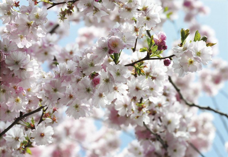 Fototapeta Kvetoucí třešeň - třešňové květy, Jaro - Spring 8-507/ Obrazové tapety a fototapety na zeď Komar (368 x 254 cm)