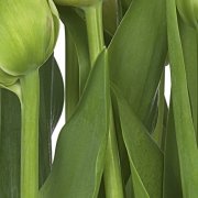 fototapeta tulipány