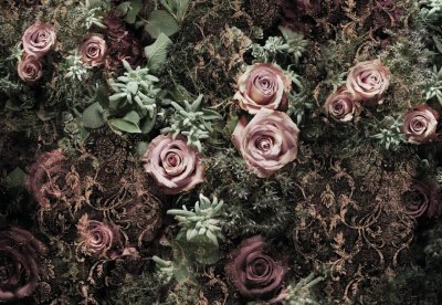 Fototapeta Samet, růže Velvet 8-980 / Obrazové tapety a fototapety na zeď Komar (368 x 254 cm)