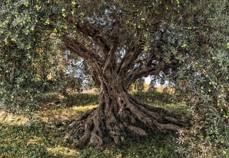 Fototapeta Olivovník Olive Tree 8-531 National Geographic / Obrazové tapety a fototapety na zeď Komar (368 x 254 cm)