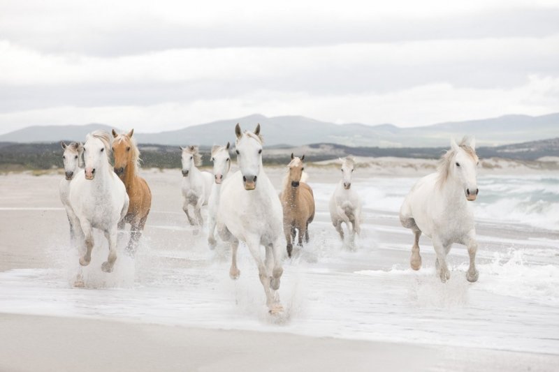 Fototapeta Divocí bílí koně White Horses 8-986 / Obrazové tapety a fototapety na zeď Komar (368 x 254 cm)